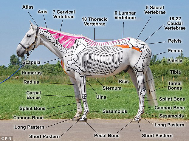 Tennessee Walking Horse - Walkers West - Parts of The Horse Anatomy